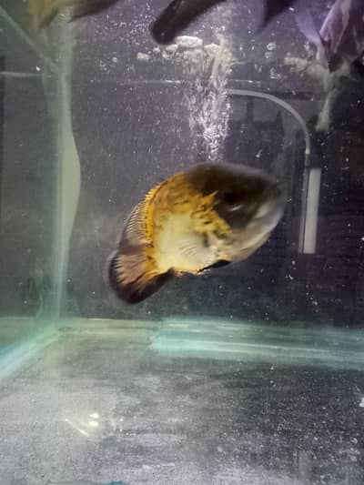 Oscar Fish 6 inch plus pair
