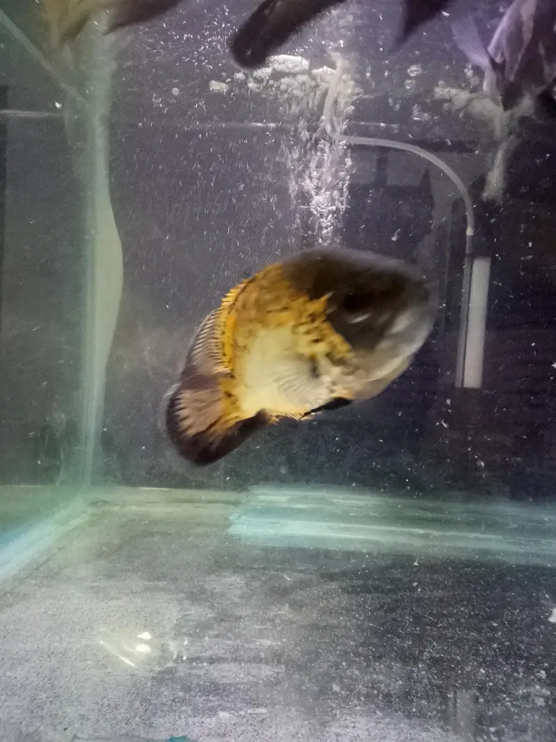 Oscar Fish 6 inch plus pair