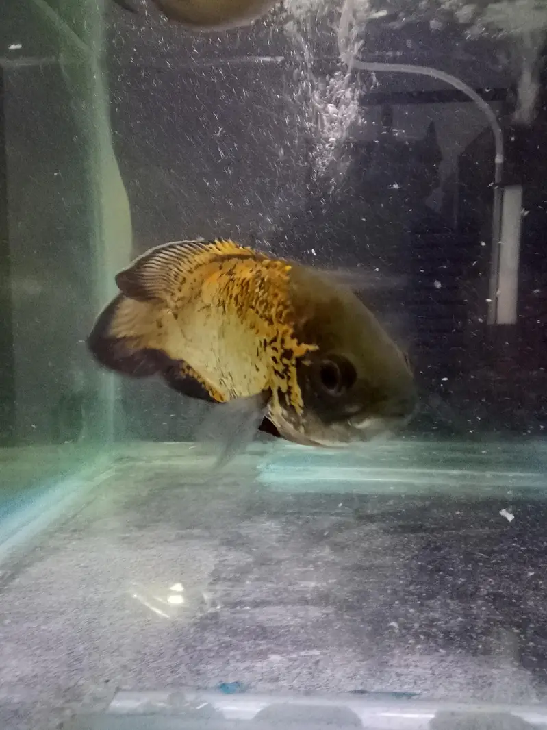 Oscar Fish 6 inch plus pair — photo 2