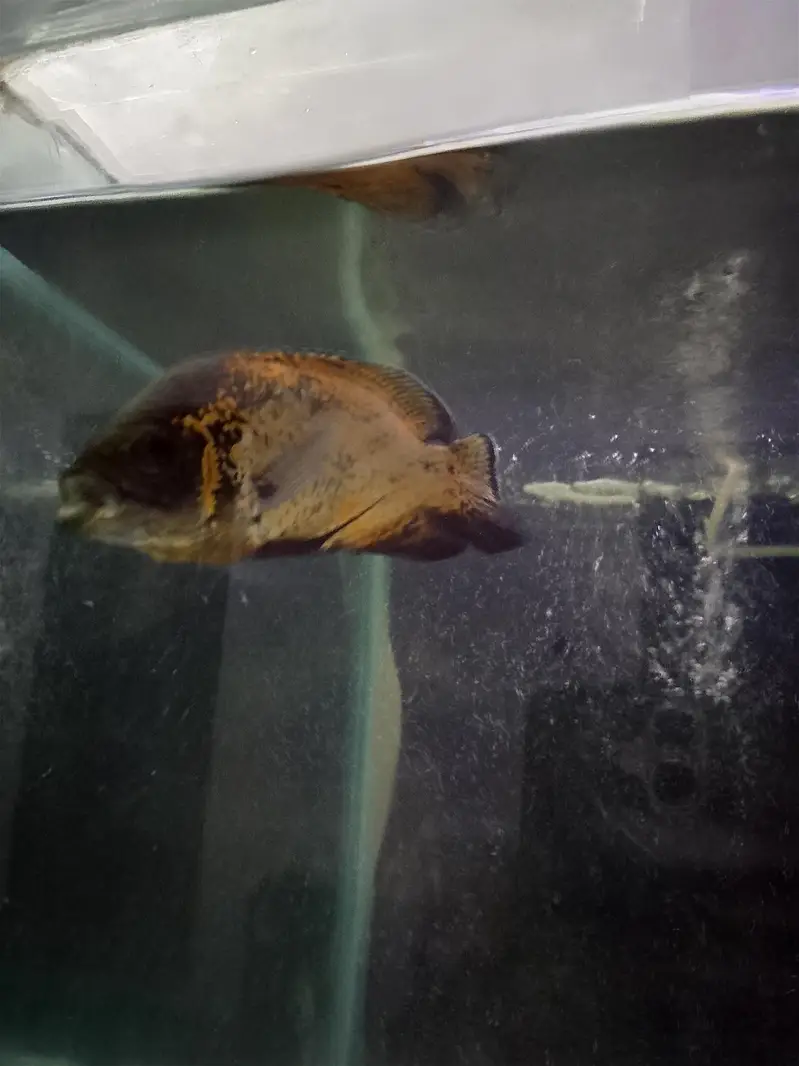 Oscar Fish 6 inch plus pair — photo 3
