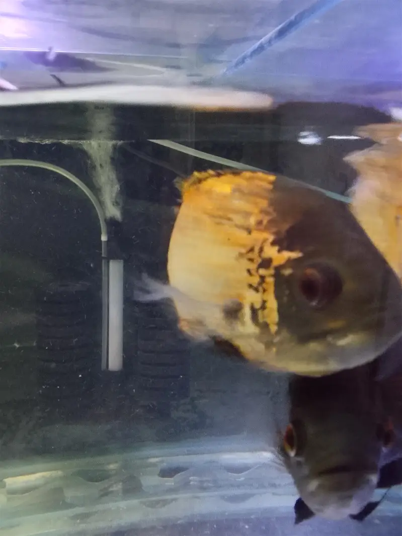 Oscar Fish 6 inch plus pair — photo 4