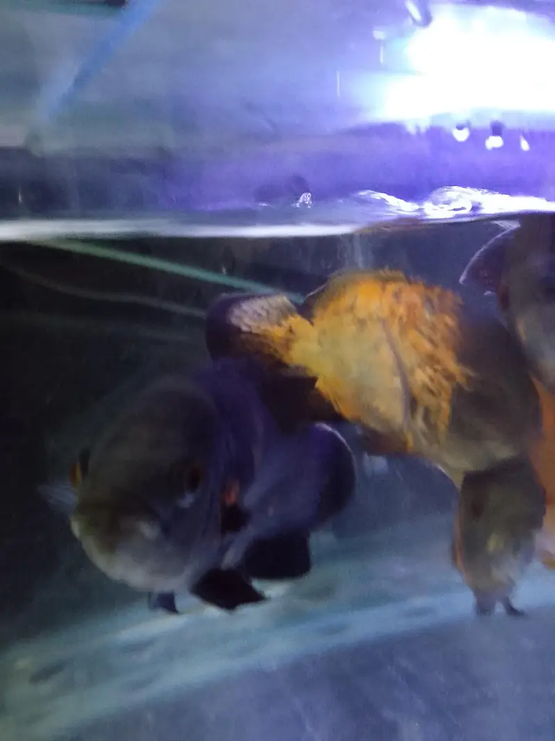 Oscar Fish 6 inch plus pair — photo 5