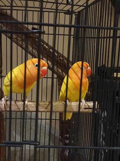 Love bird pair (two birds) for sale