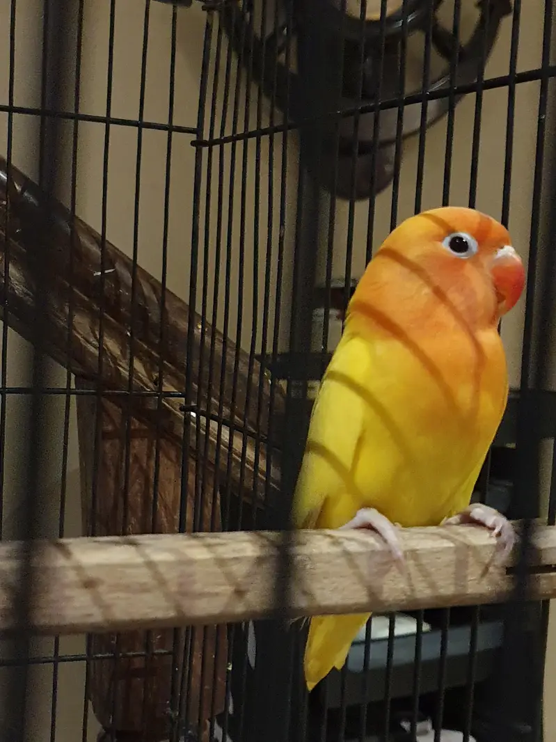 Love bird pair (two birds) for sale — photo 2