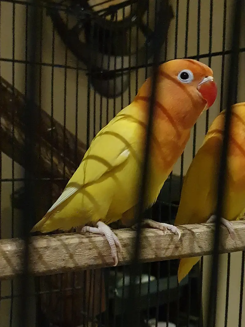 Love bird pair (two birds) for sale — photo 3