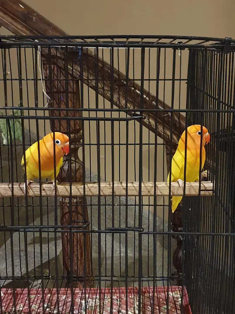 Love bird pair (two birds) for sale — photo 4