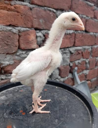 Heera Aseel Chicks 03164304295