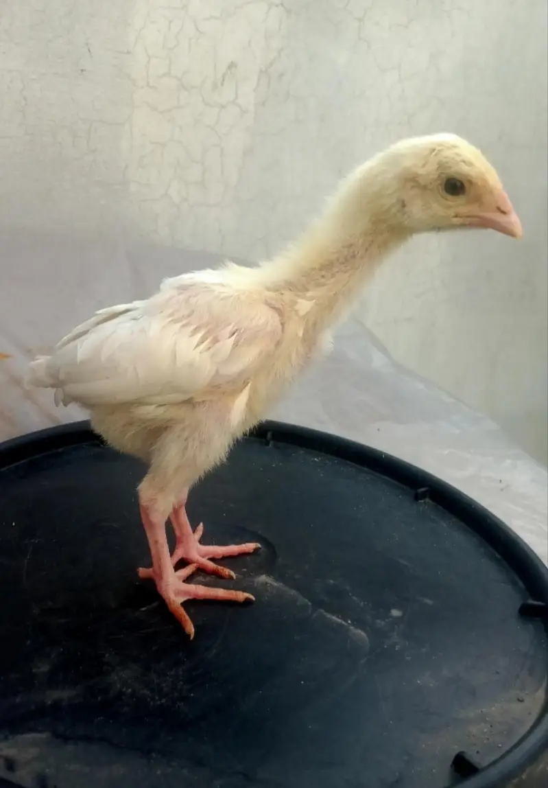 Heera Aseel Chicks 03164304295 — photo 2