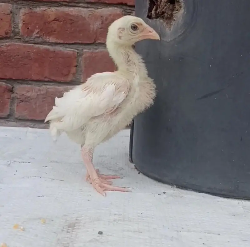 Heera Aseel Chicks 03164304295 — photo 3