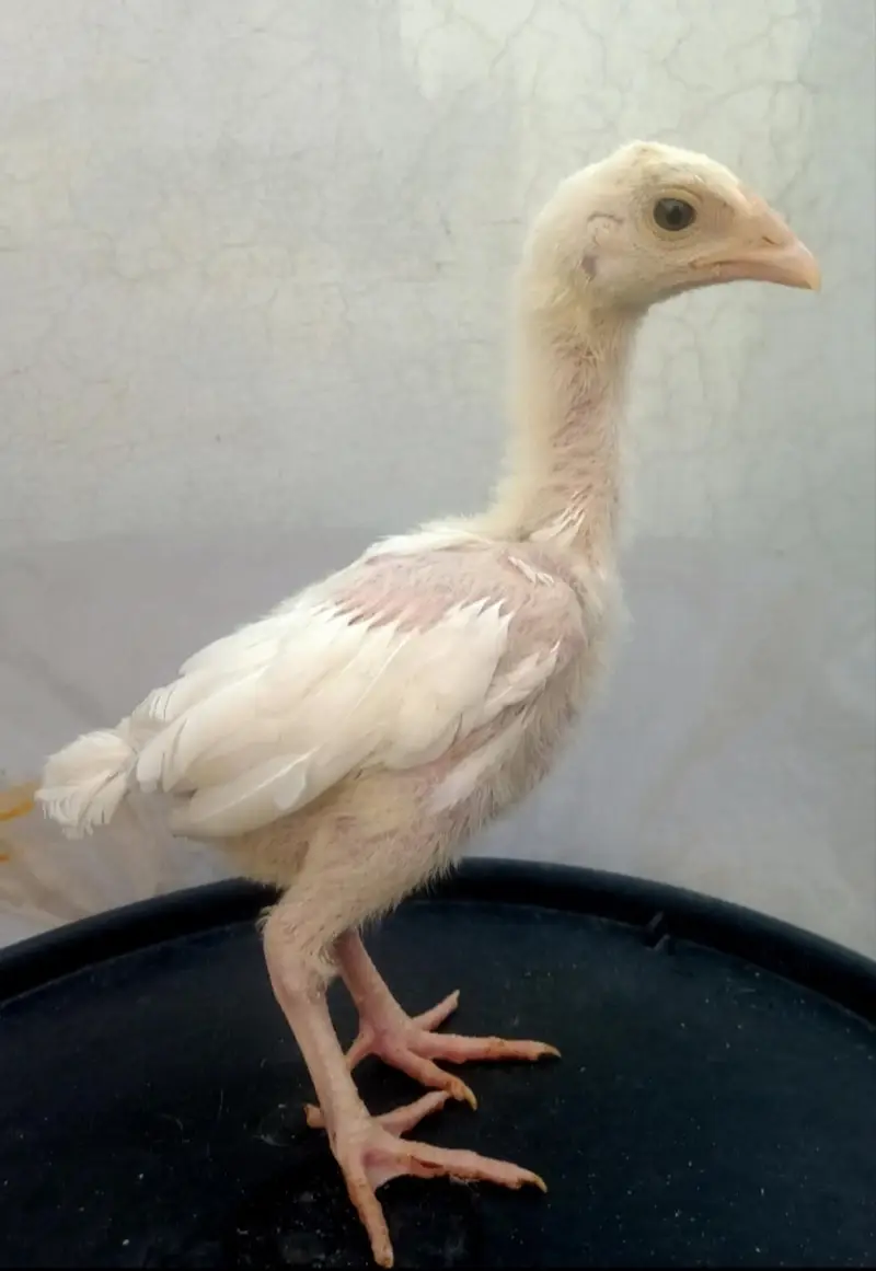 Heera Aseel Chicks 03164304295 — photo 4