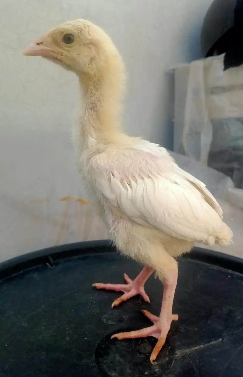Heera Aseel Chicks 03164304295 — photo 5