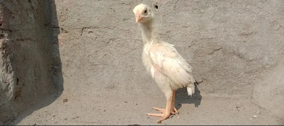 Heera Aseel Chicks 03164304295 — photo 6