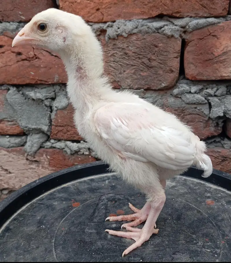 Heera Aseel Chicks 03164304295 — photo 7