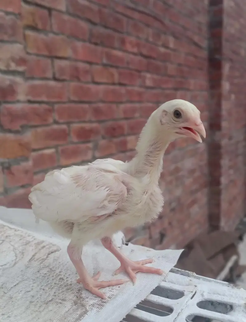 Heera Aseel Chicks 03164304295 — photo 8