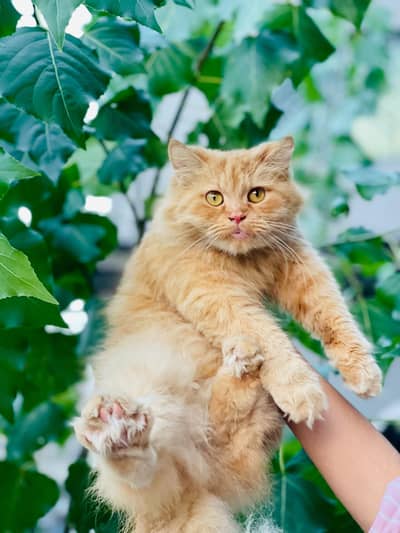 Persian pet for sale