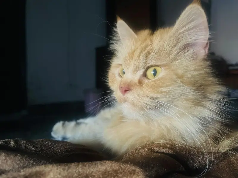 Persian pet for sale — photo 2