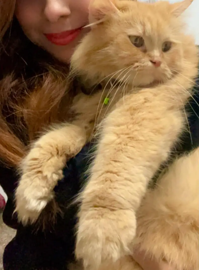 Persian pet for sale — photo 3