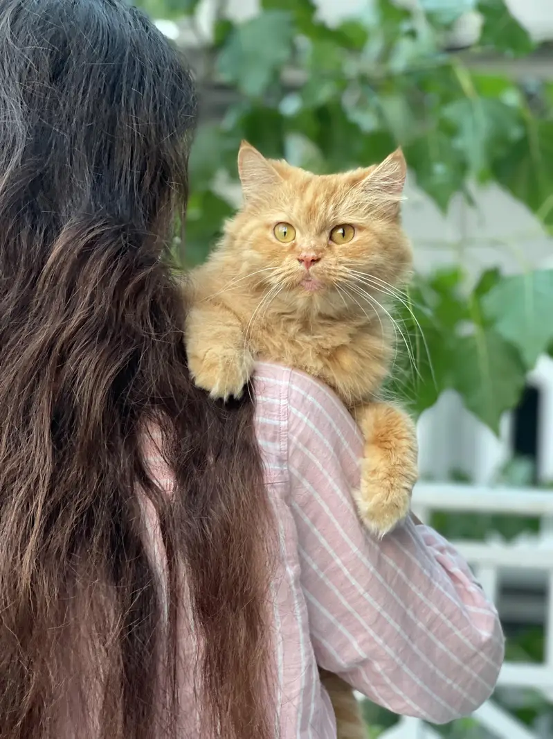 Persian pet for sale — photo 4