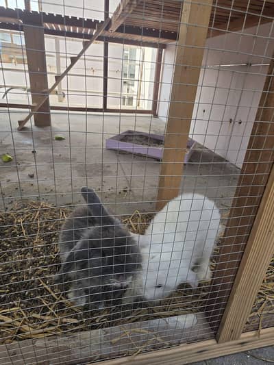 holland lobs rabbits for sale