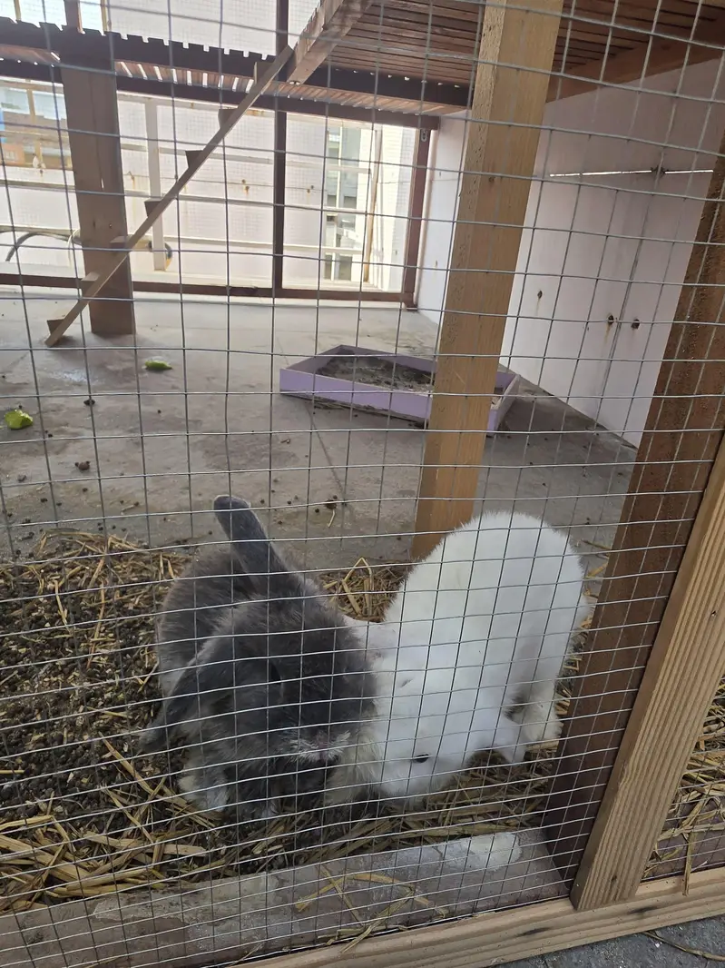 holland lobs rabbits for sale