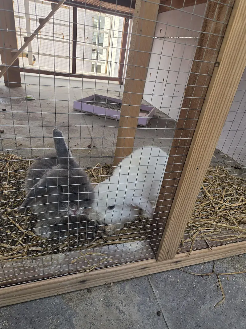 holland lobs rabbits for sale — photo 2