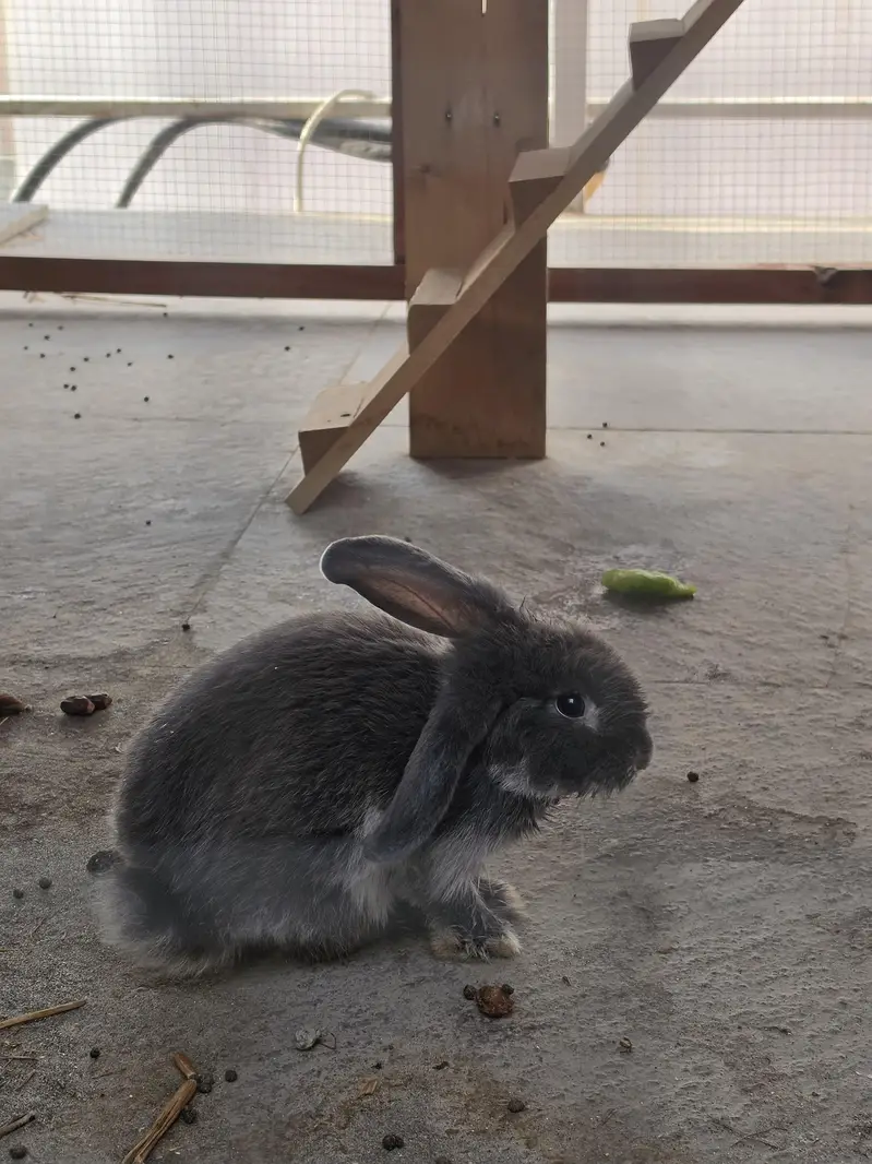 holland lobs rabbits for sale — photo 3