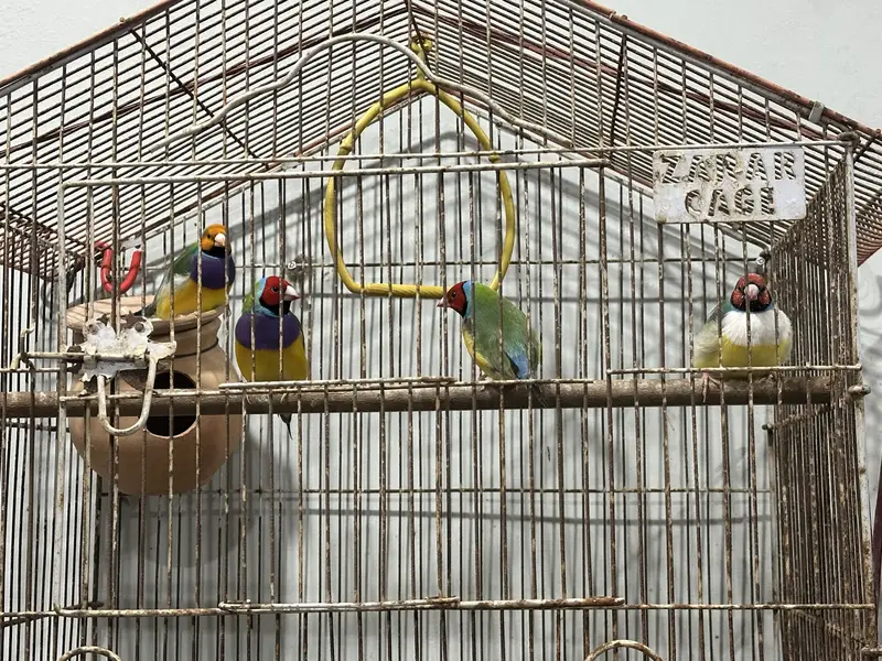 Lady goldian birds