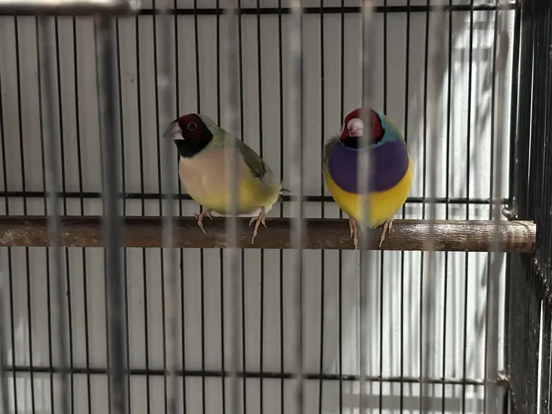 Lady goldian birds — photo 2