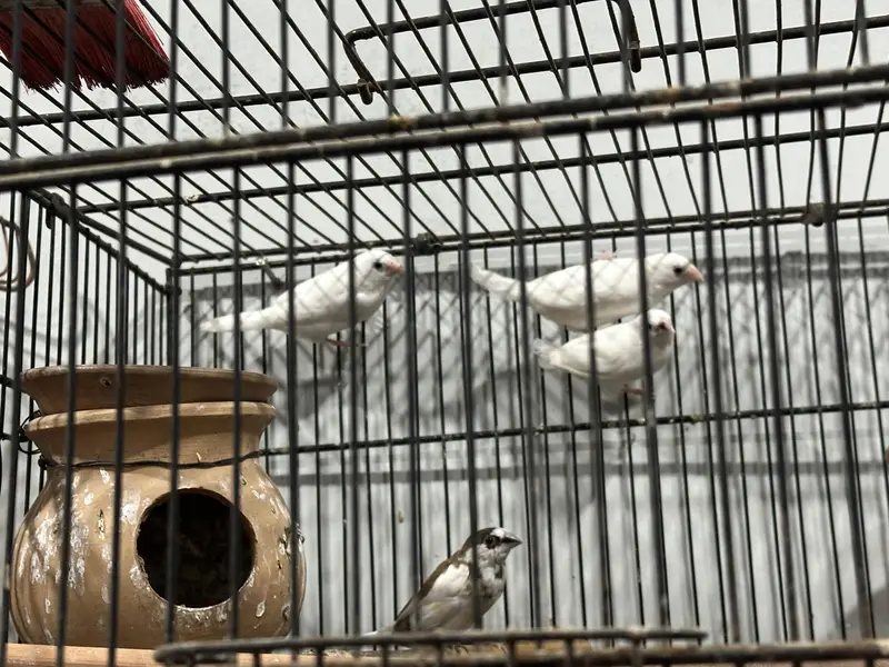 Lady goldian birds — photo 3