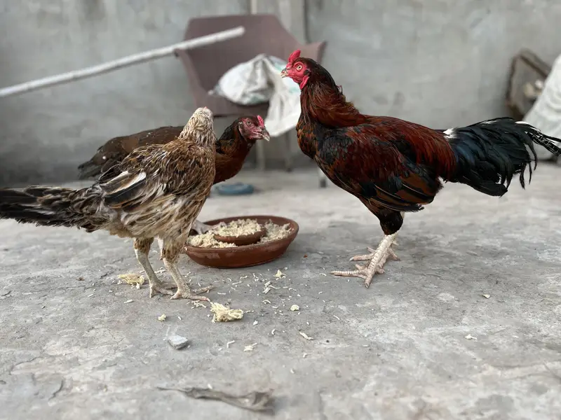 1 aseel murga and 2 aseel murgian — photo 3