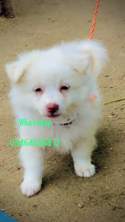 Russian poppy dog  2 Month eag full active delivery all Pakistan