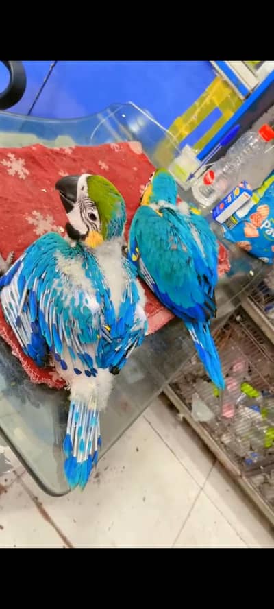 Bule Gold Macaw Chick Available.