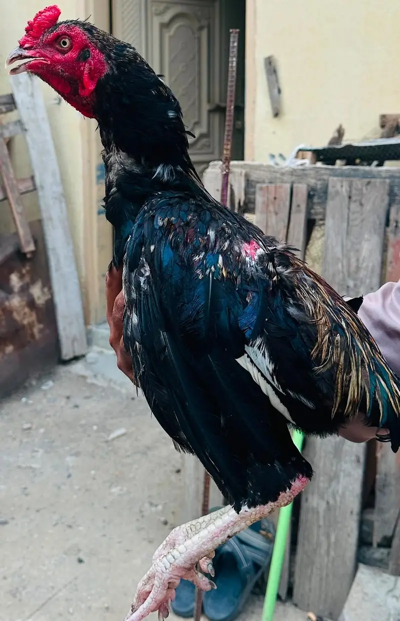 aseel mianwali — photo 4
