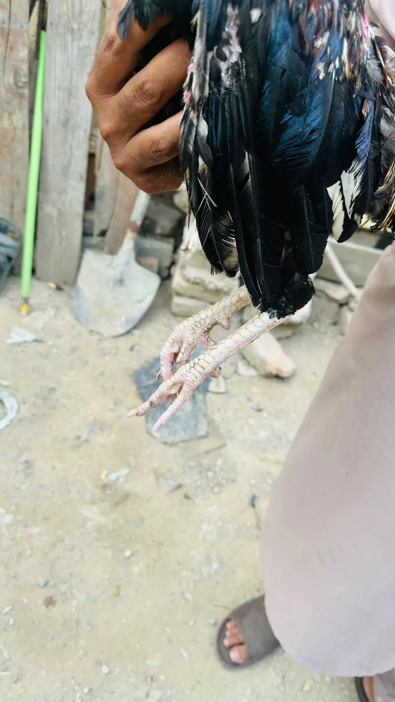 aseel mianwali — photo 6