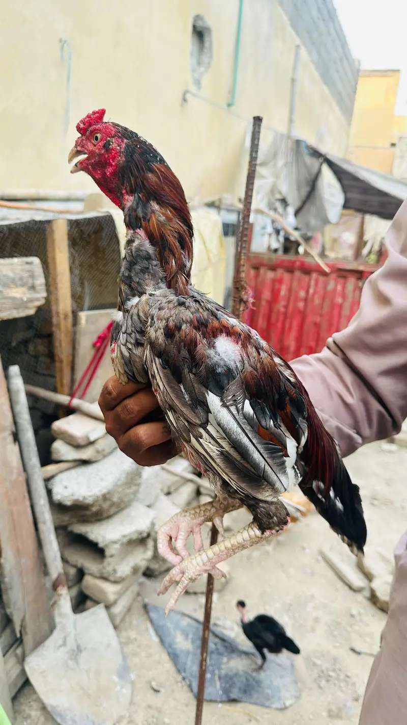 aseel mianwali — photo 7