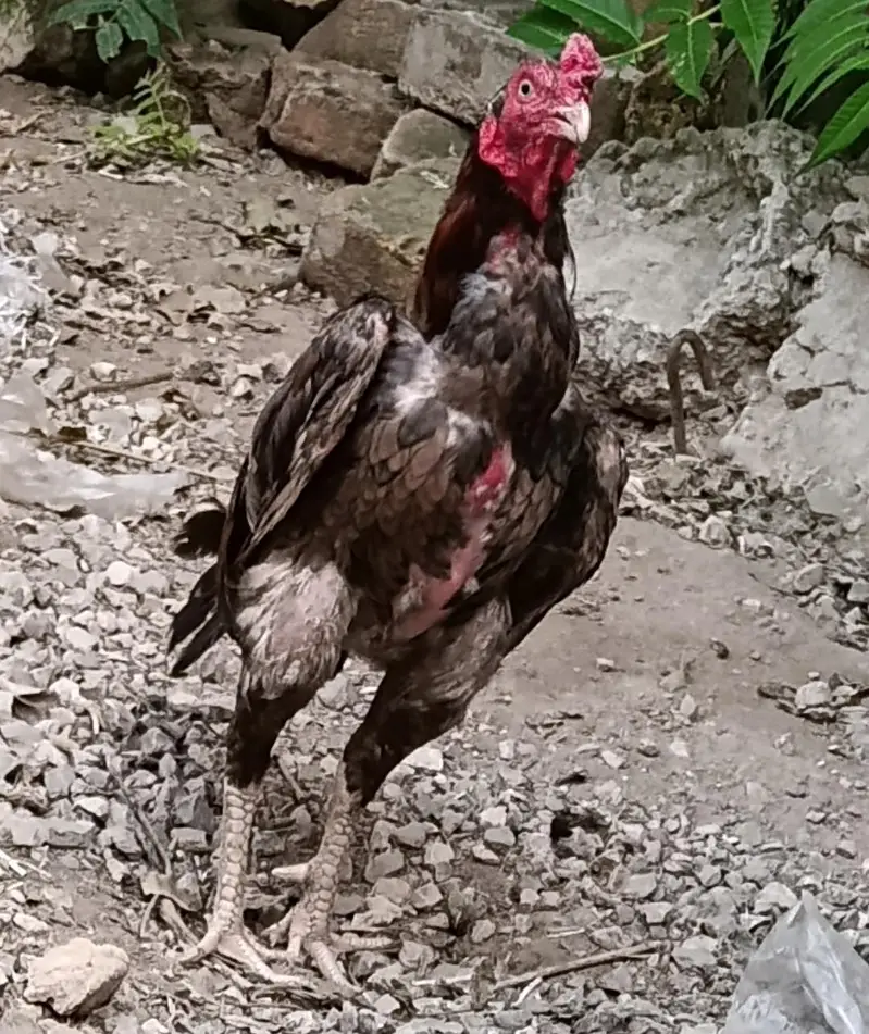 aseel mianwali — photo 10