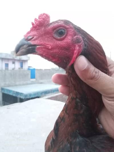 Burmi Male