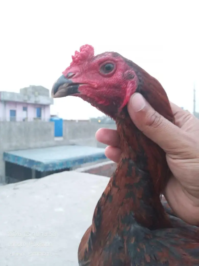 Burmi Male — photo 3