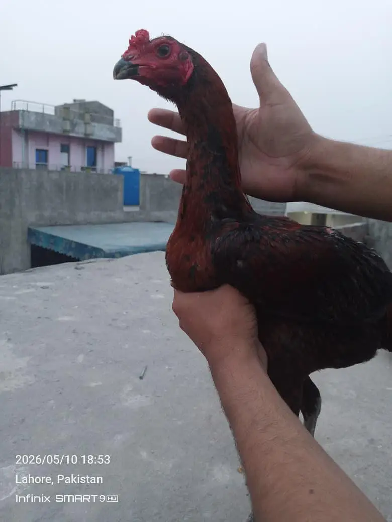 Burmi Male — photo 4
