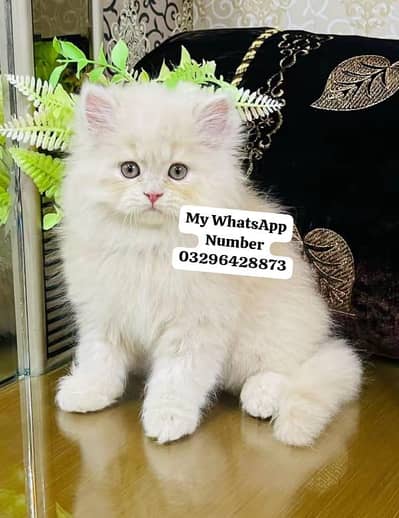 Persion Cat 2 month age for sale
