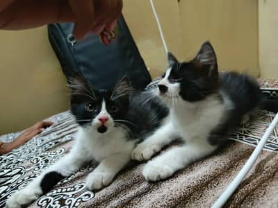 pesrian cats pair for sale