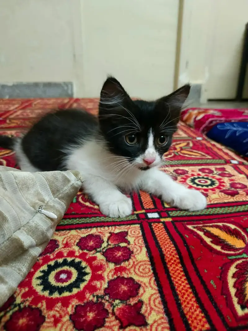 pesrian cats pair for sale — photo 2