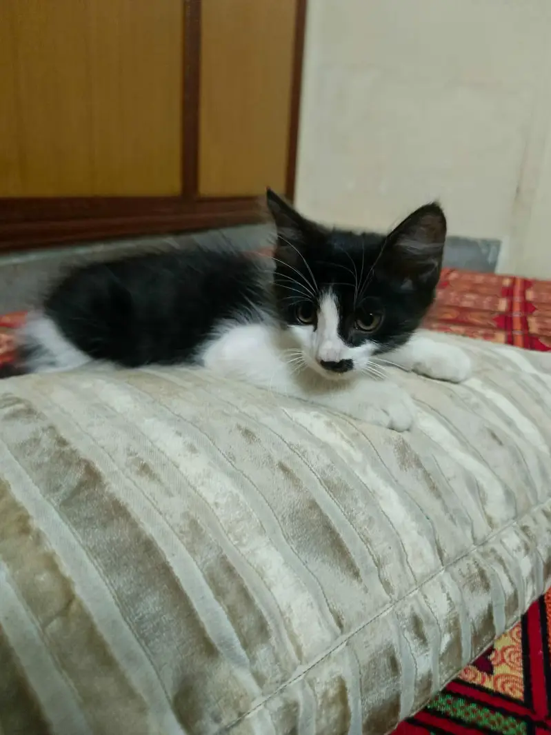 pesrian cats pair for sale — photo 3