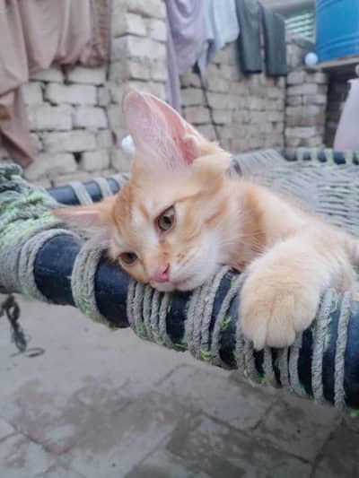 Persian mix breed with orange male cat