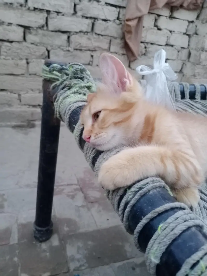 Persian mix breed with orange male cat — photo 2