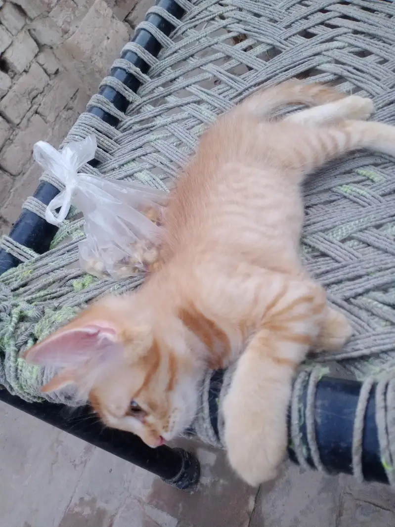 Persian mix breed with orange male cat — photo 3
