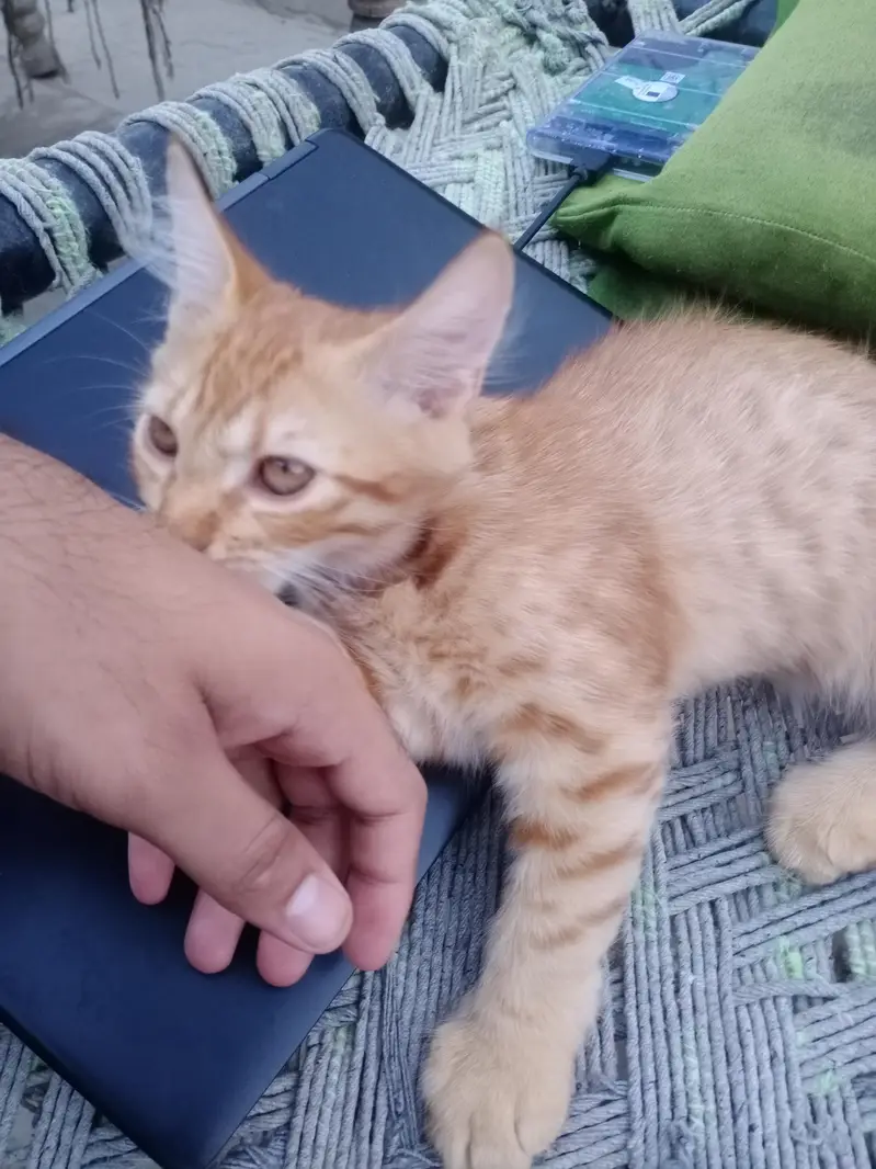 Persian mix breed with orange male cat — photo 4
