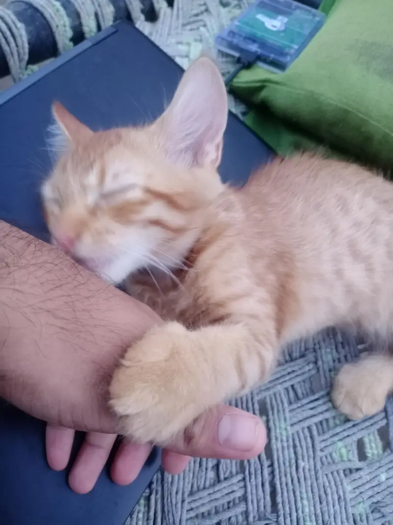 Persian mix breed with orange male cat — photo 5