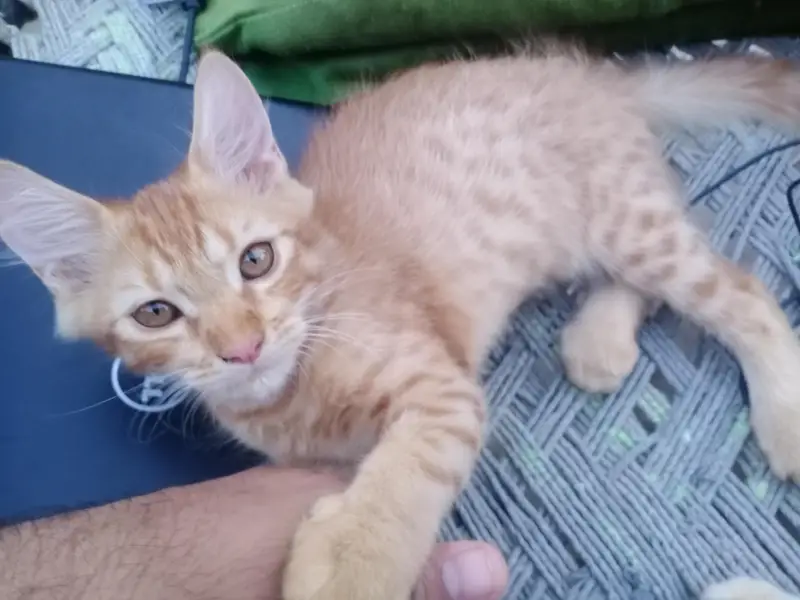 Persian mix breed with orange male cat — photo 6