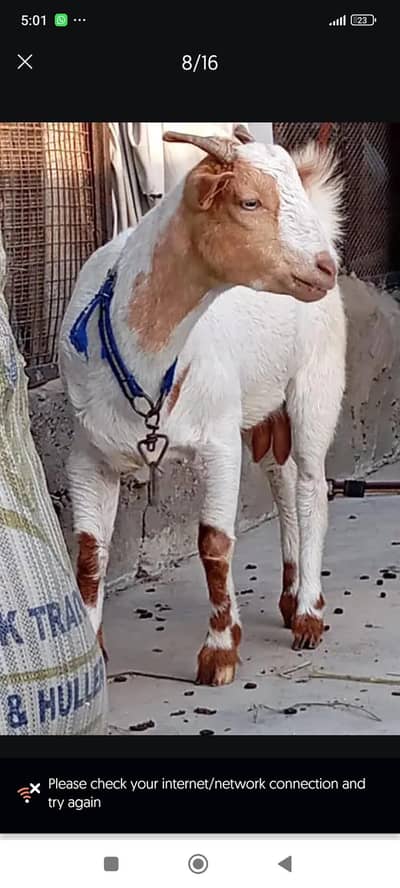 bakri | teddy | burberry teedy goat for sale | desi bakri
